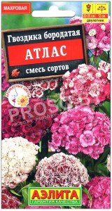Гвоздика бородатая Атлас, смесь