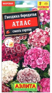 Гвоздика бородатая Атлас, смесь