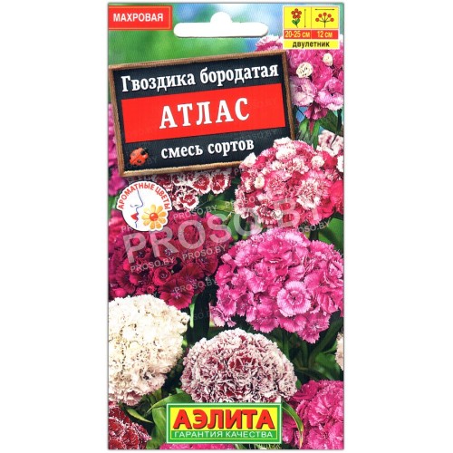 Гвоздика бородатая Атлас, смесь