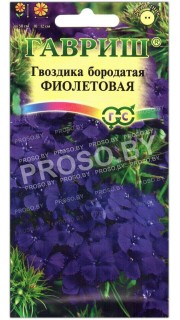 Гвоздика бородатая Фиолетовая