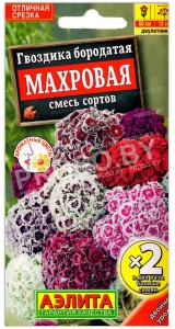 Гвоздика бородатая Махровая, смесь