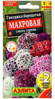 Гвоздика бородатая Махровая, смесь