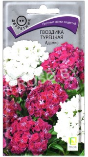 Гвоздика турецкая Адажио