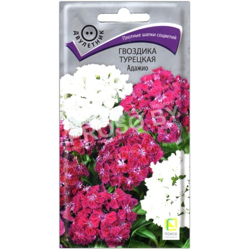 Гвоздика турецкая Адажио