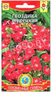 Гвоздика турецкая Алая
