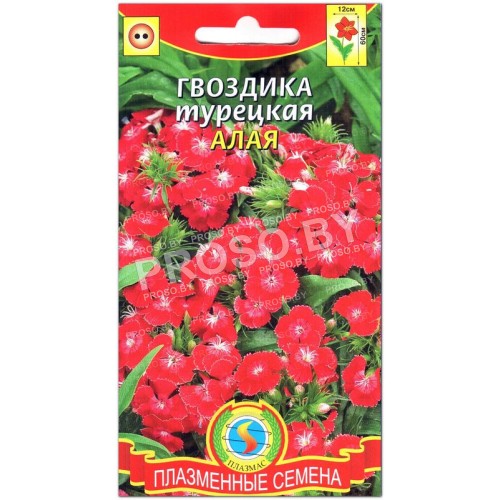 Гвоздика турецкая Алая