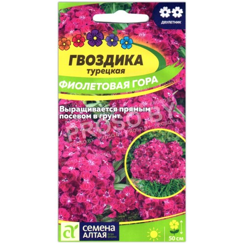 Гвоздика турецкая Фиолетовая гора