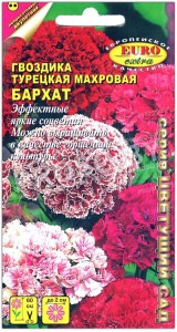 Гвоздика турецкая махровая Бархат