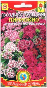 Гвоздика турецкая Пиннокио