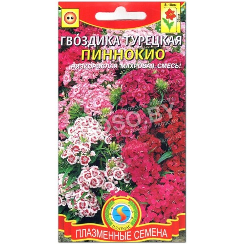 Гвоздика турецкая Пиннокио