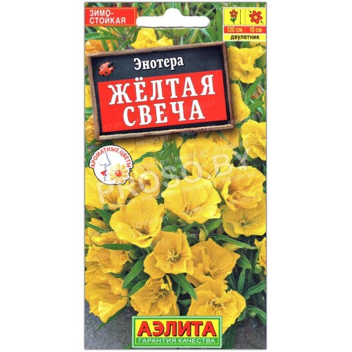 Энотера Желтая свеча