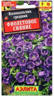 Колокольчик средний Фиолетовое сияние