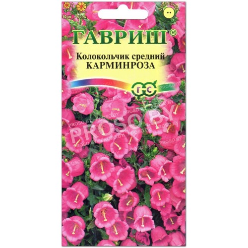 Колокольчик средний Карминроза