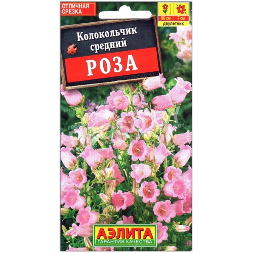 Колокольчик средний Роза