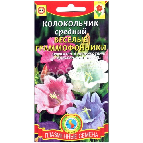 Колокольчик средний Веселые граммофончики