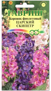 Коровяк фиолетовый Царский скипетр