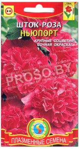Шток-роза Ньюпорт