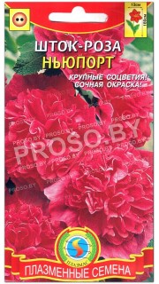 Шток-роза Ньюпорт