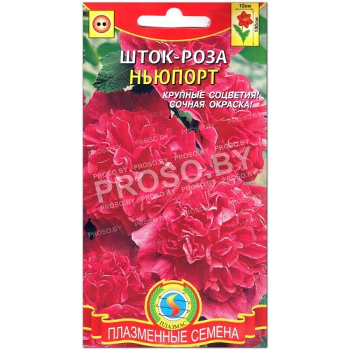 Шток-роза Ньюпорт