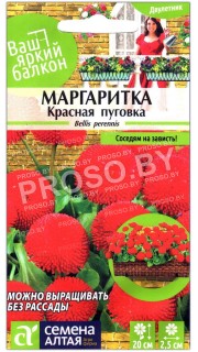 Маргаритка Красная пуговка