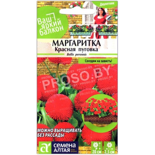 Маргаритка Красная пуговка