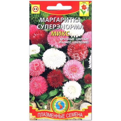 Маргаритка суперэнорма Микс