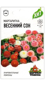 Маргаритка Весенний сон