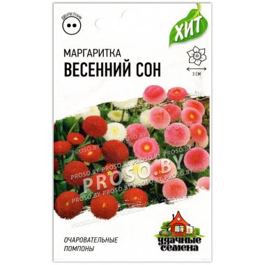 Маргаритка Весенний сон