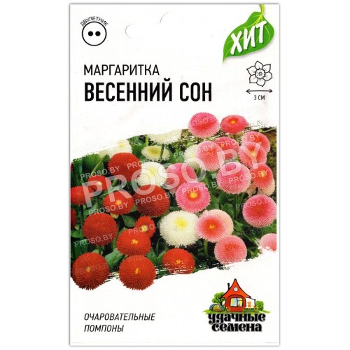 Маргаритка Весенний сон