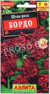 Шток-роза Бордо