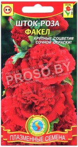 Шток-роза Факел