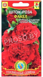 Шток-роза Факел