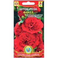 Шток-роза Факел