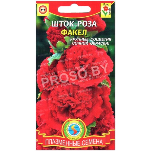 Шток-роза Факел