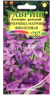 Вечерница Матроны фиолетовая