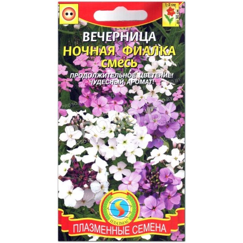 Вечерница Ночная фиалка, смесь-1