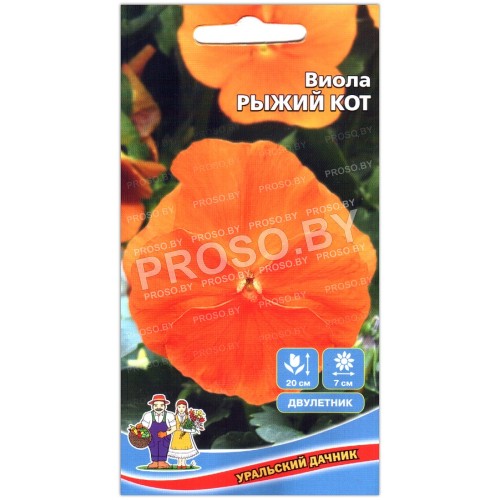 Виола Рыжий кот