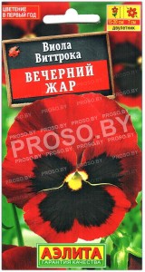 Виола виттрока Вечерний жар
