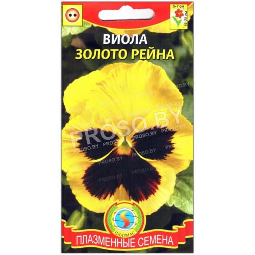 Виола Золото рейна