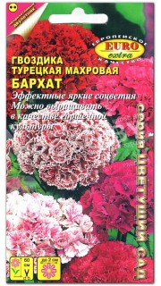 Гвоздика Бархат