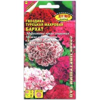 Гвоздика Бархат