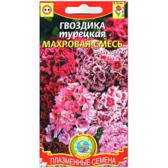 Гвоздика Турецкая махровая смесь