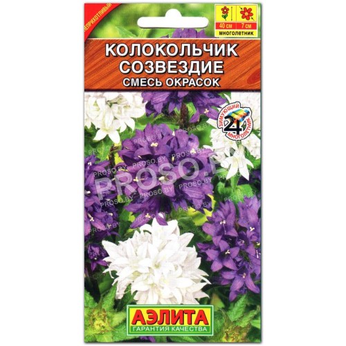 Колокольчик скученный Созвездие, смесь-1