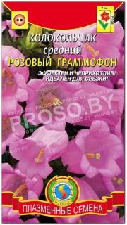 Колокольчик средний Розовый граммофон