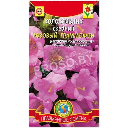 Колокольчик средний Розовый граммофон