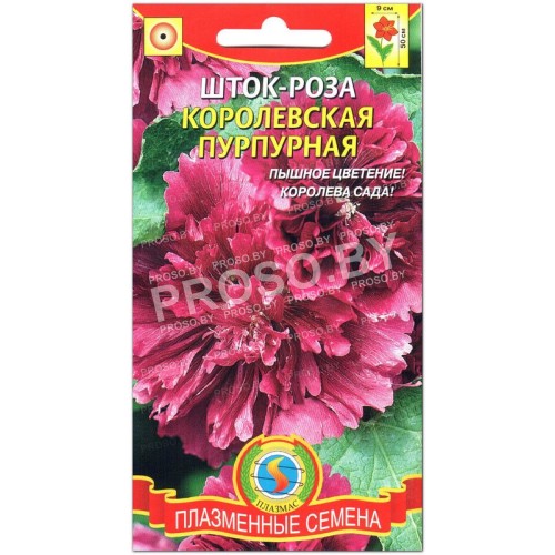 Шток-роза Королевская пурпурная
