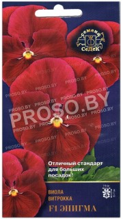 Виола витрокка Энигма F1
