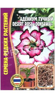 Адениум тучный Desert rose doksawai