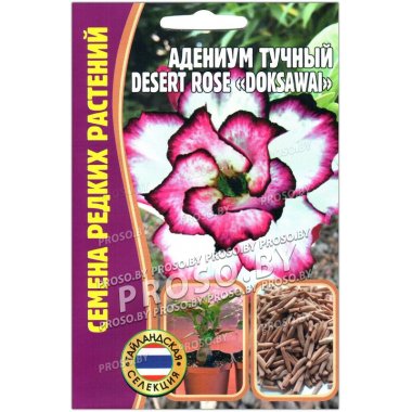 Адениум тучный Desert rose doksawai