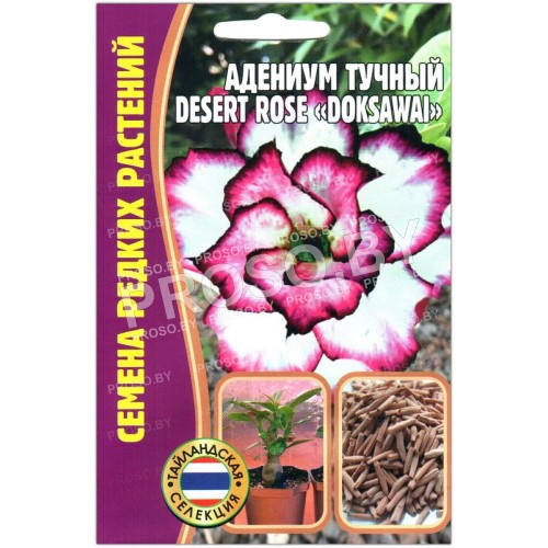 Адениум тучный Desert rose doksawai